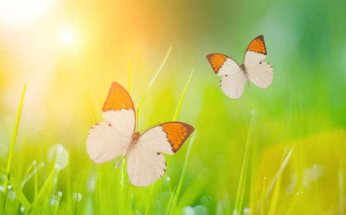 (小學語文論文)范文：淺析小學語文閱讀教學之文本細讀