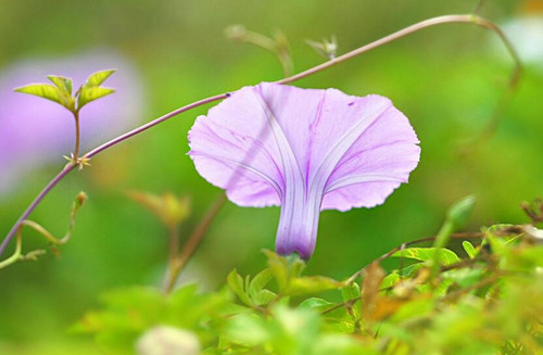 (現代教育技術論文)現代教育技術環境下學生學習能力的培養