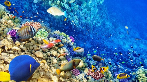 (初中論文發(fā)表范文)初中學(xué)生海洋意識(shí)培養(yǎng)策略 (初中論文發(fā)表范文)初中學(xué)生海洋意識(shí)培養(yǎng)策略