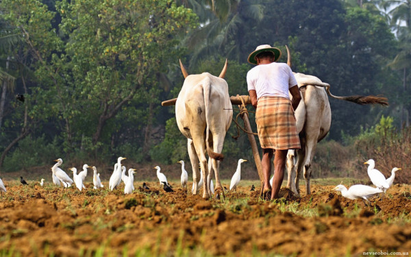 (形式政策論文)精準(zhǔn)扶貧中貧困群眾主體作用發(fā)揮存在的問題及對策