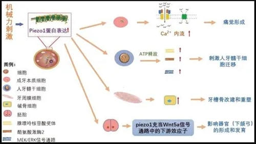口腔醫(yī)學(xué)論文